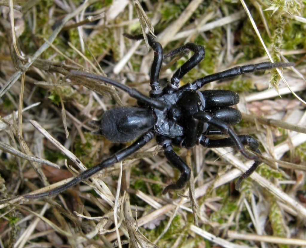 Maschio di Atypus sp. - Treviso (TV)