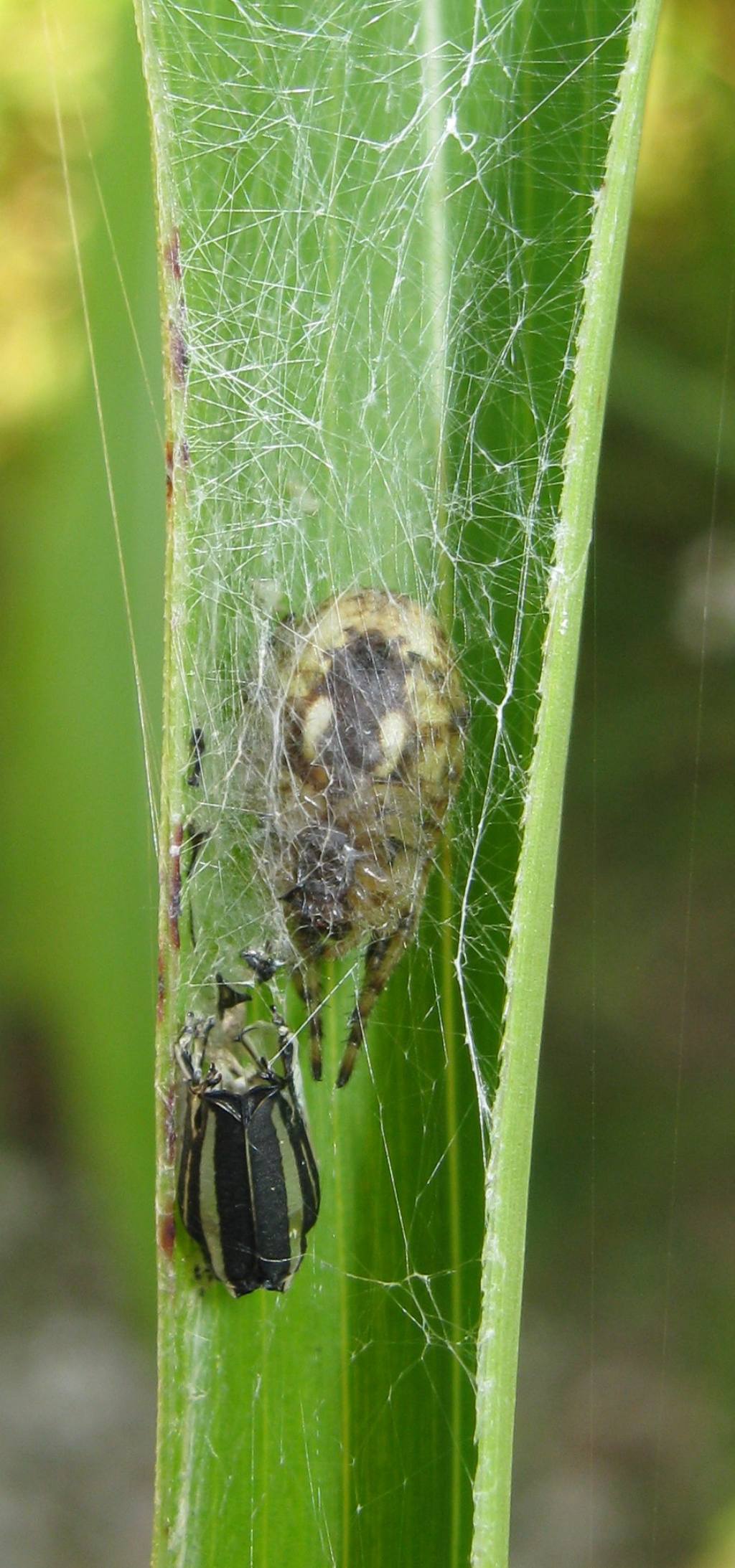 Larinioides cornutus?