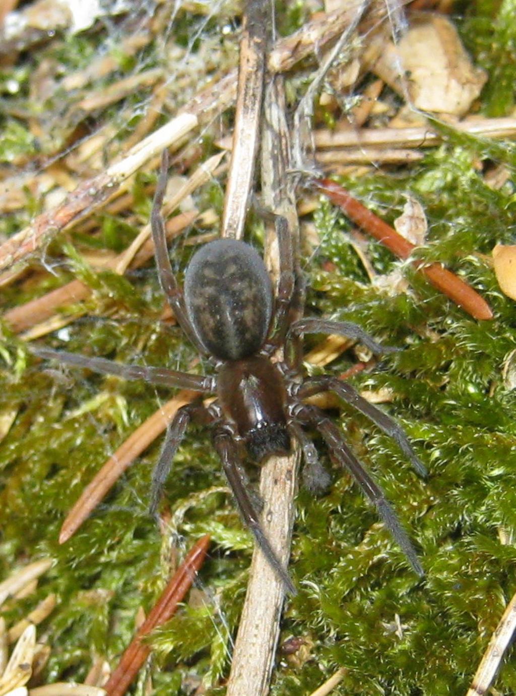 Amaurobius sp. - Fiera di Primiero (TN)