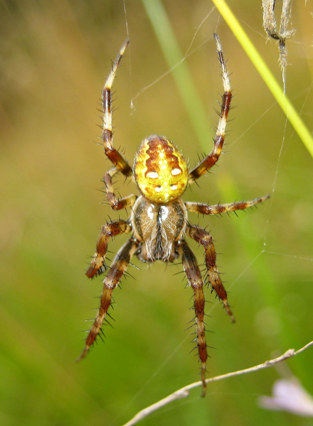 Araneus quadratus - Fiera di Primiero (TN)