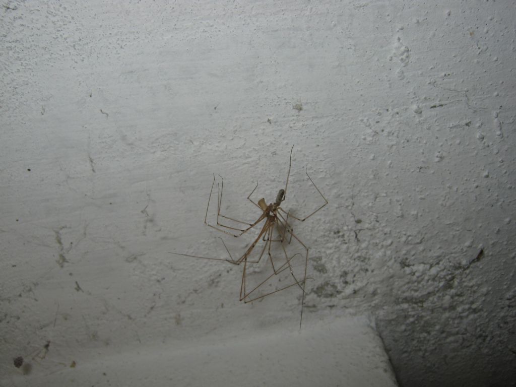 Pholcus phalangioides accoppiamento