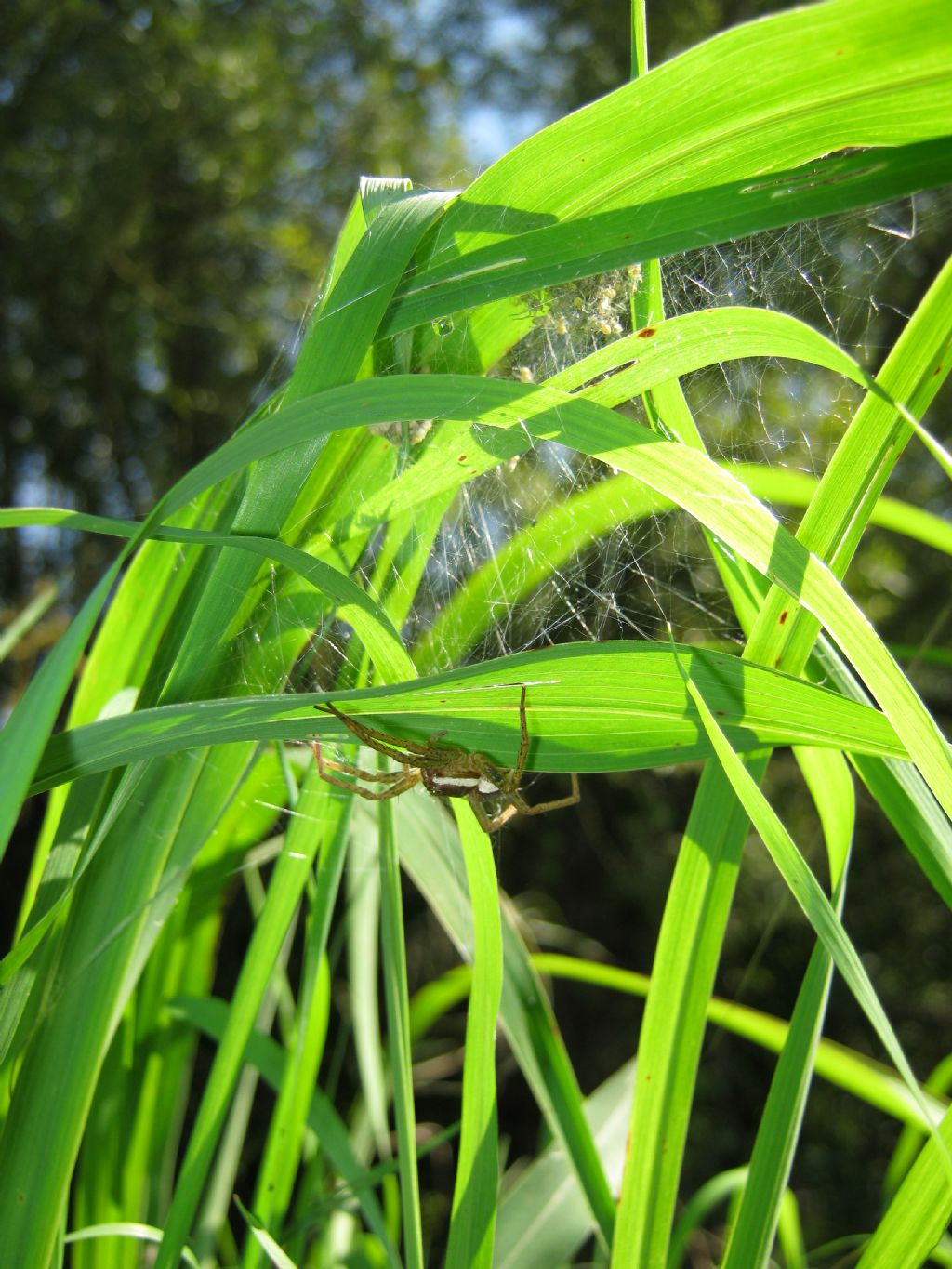 Dolomedes sp. nido e piccoli - Lughignano (TV)