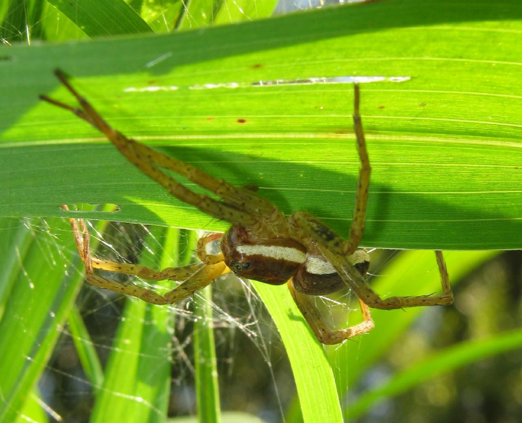 Dolomedes sp. nido e piccoli - Lughignano (TV)