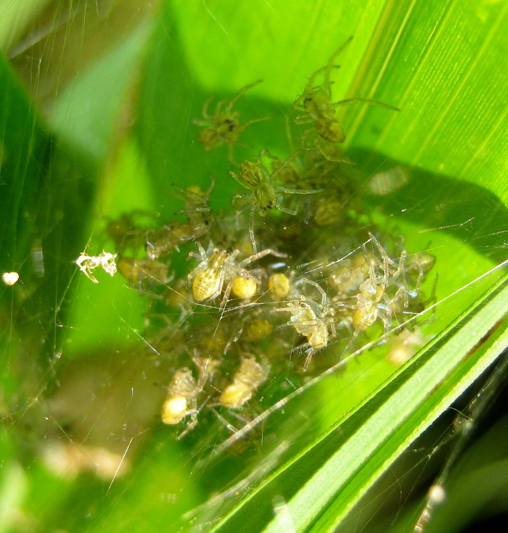 Dolomedes sp. nido e piccoli - Lughignano (TV)