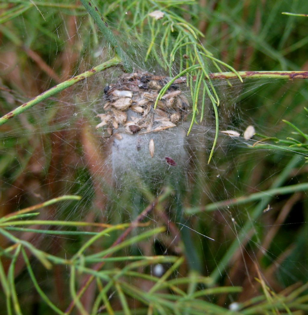 Phylloneta sp. nido e ovisacco