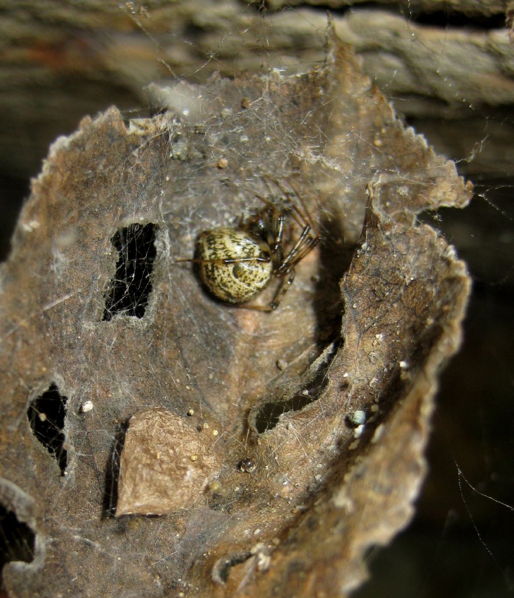 Parasteatoda tepidariorum - Treviso (TV)