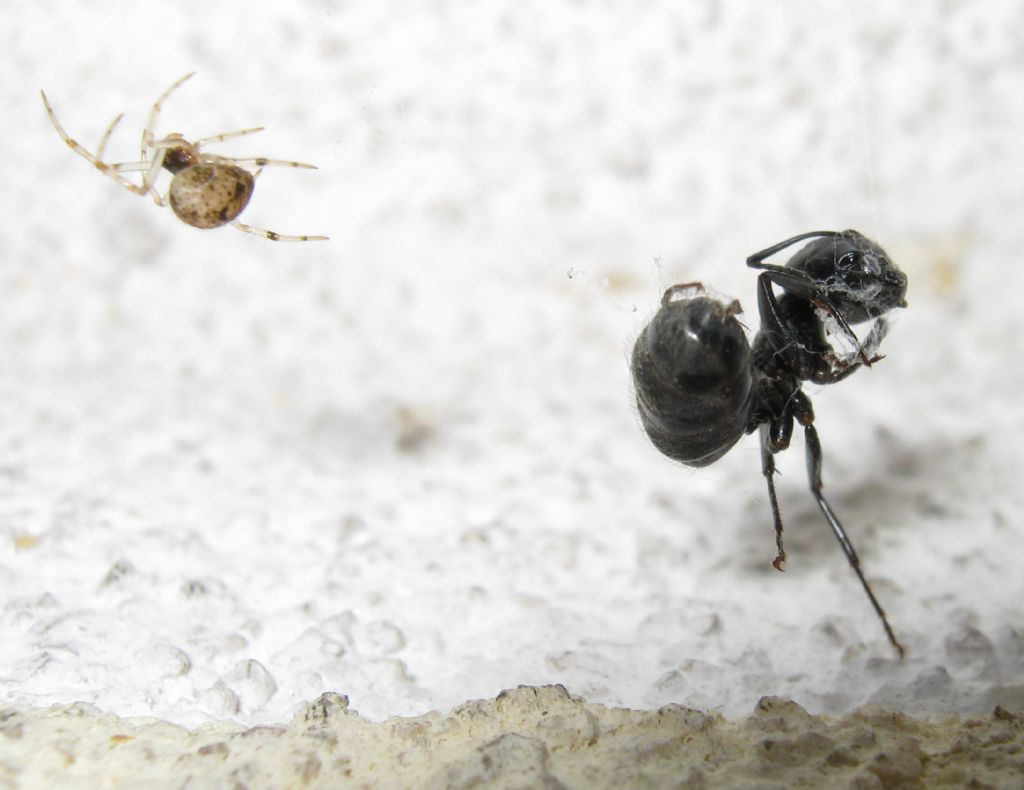 Parasteatoda preda formica - Treviso (TV)