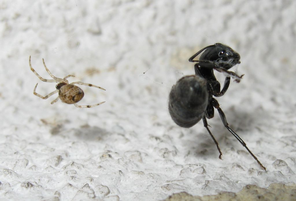 Parasteatoda preda formica - Treviso (TV)