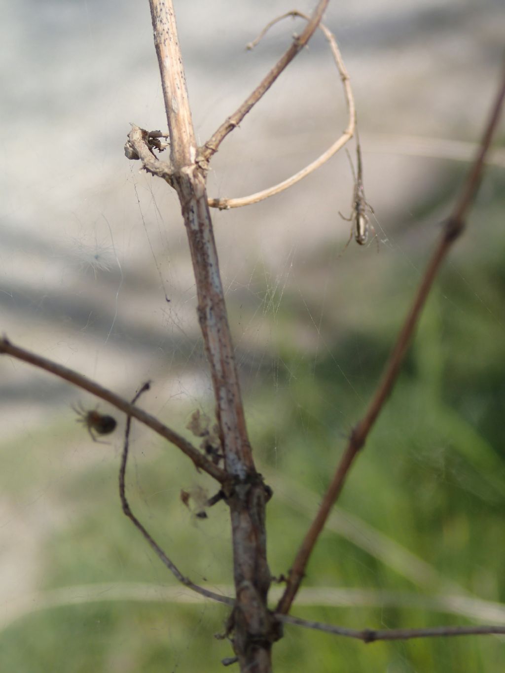 Tetragnatha sp. e Theridiidae - Lughignano (TV)