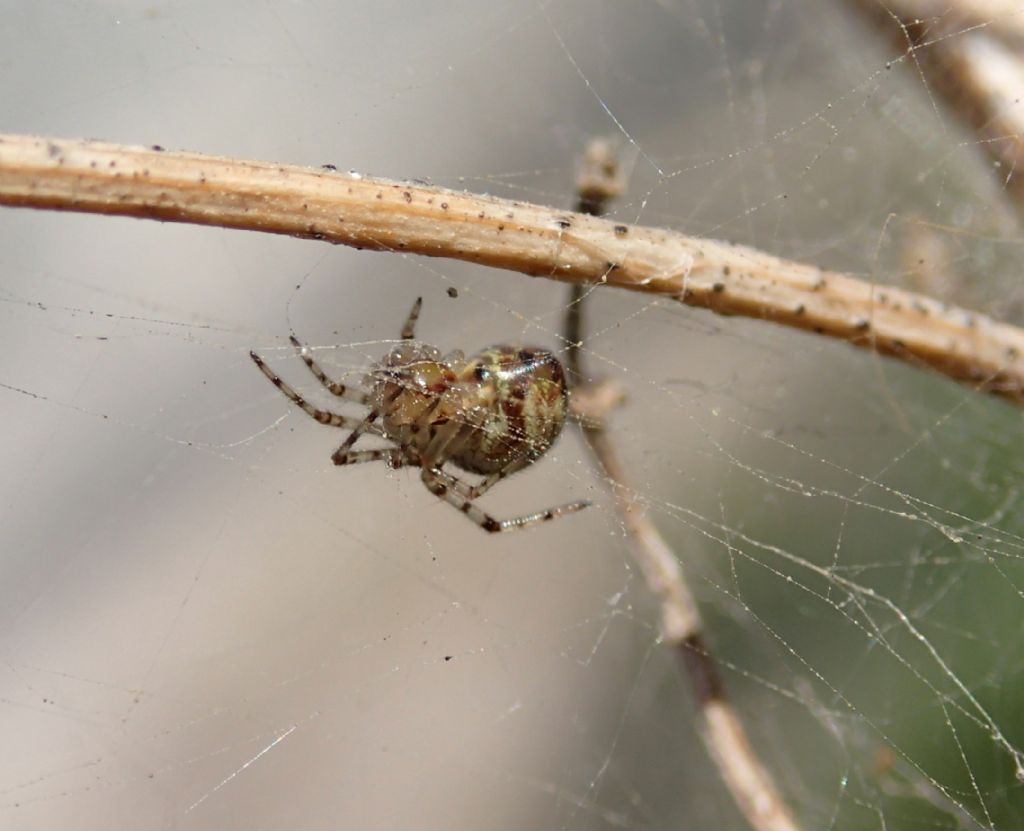 Tetragnatha sp. e Theridiidae - Lughignano (TV)