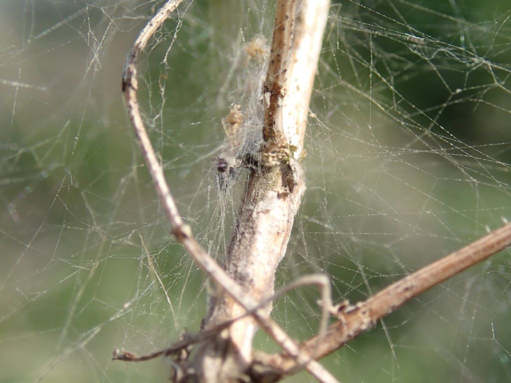 Tetragnatha sp. e Theridiidae - Lughignano (TV)