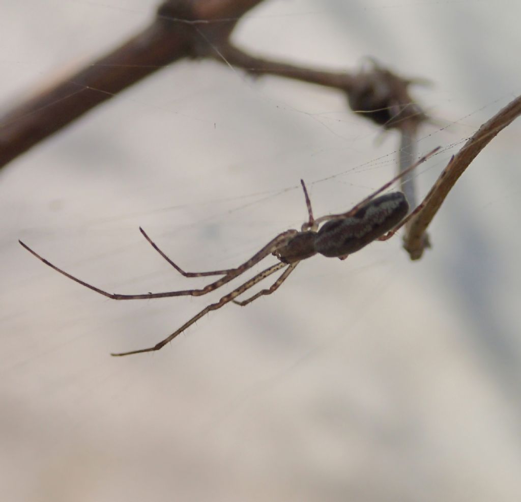 Tetragnatha sp. e Theridiidae - Lughignano (TV)