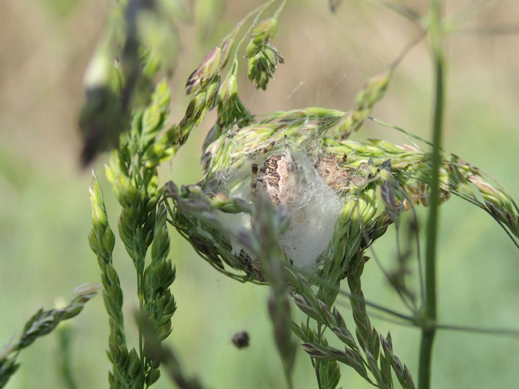 Larinioides cf. cornutus - Lughignano (TV)