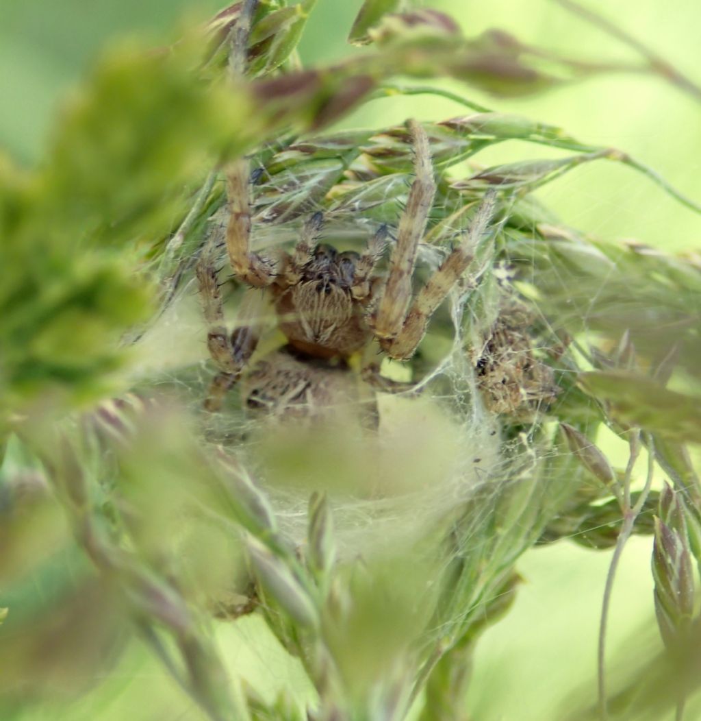 Larinioides cf. cornutus - Lughignano (TV)