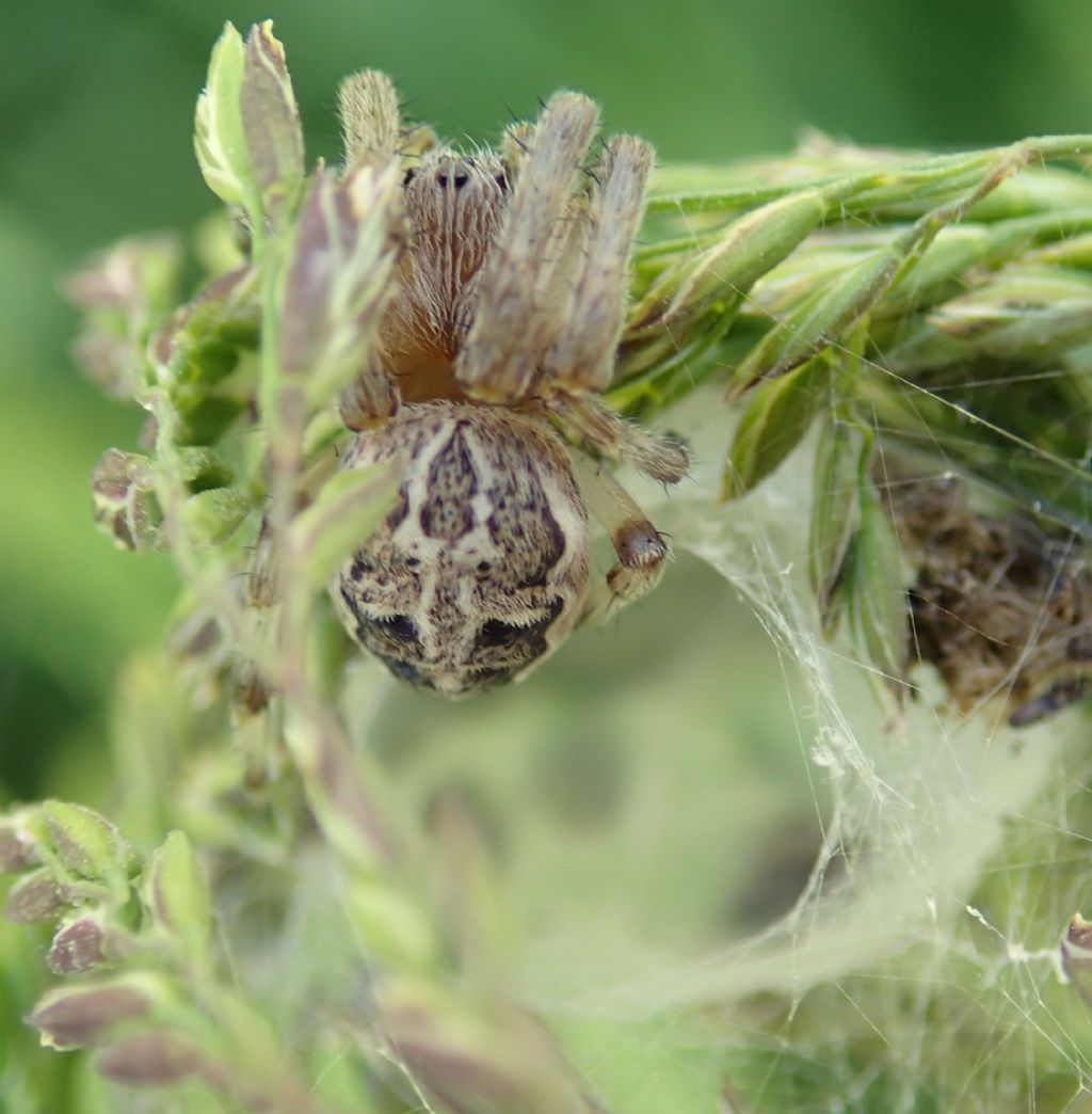 Larinioides cf. cornutus - Lughignano (TV)