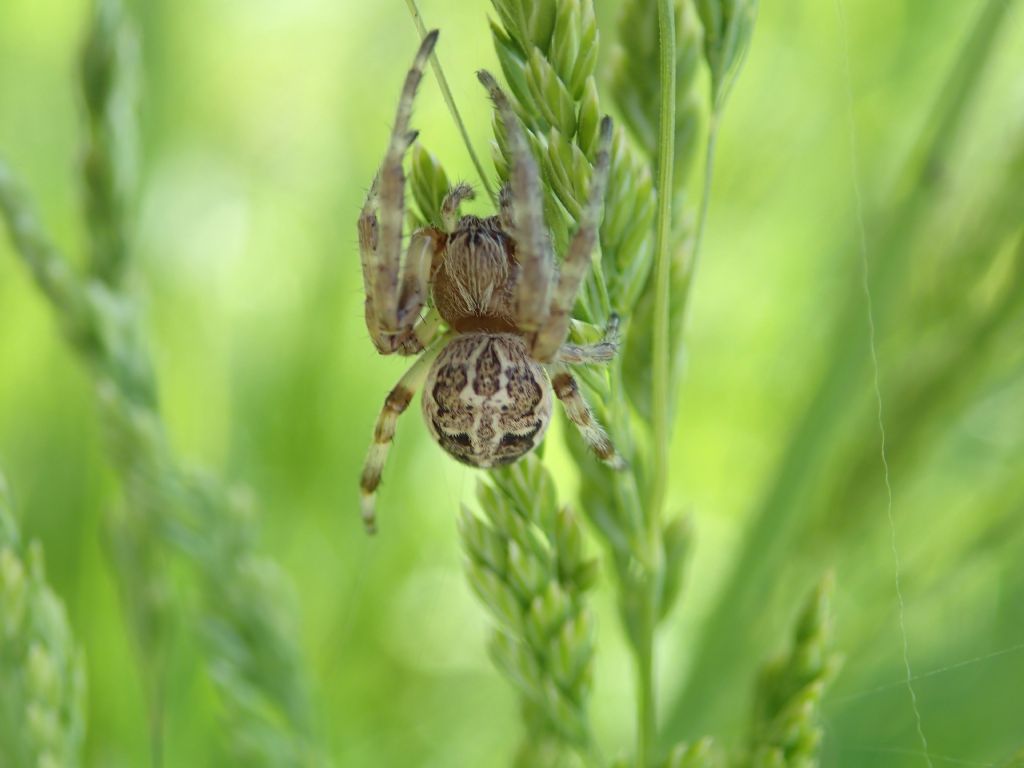 Larinioides cf. cornutus - Lughignano (TV)