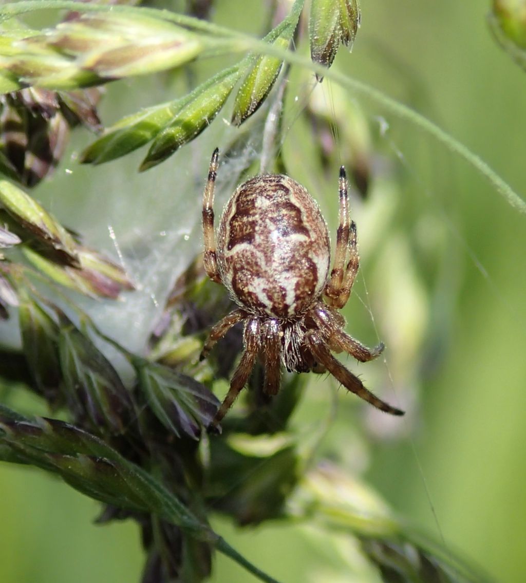 Larinioides cf. cornutus - Lughignano (TV)