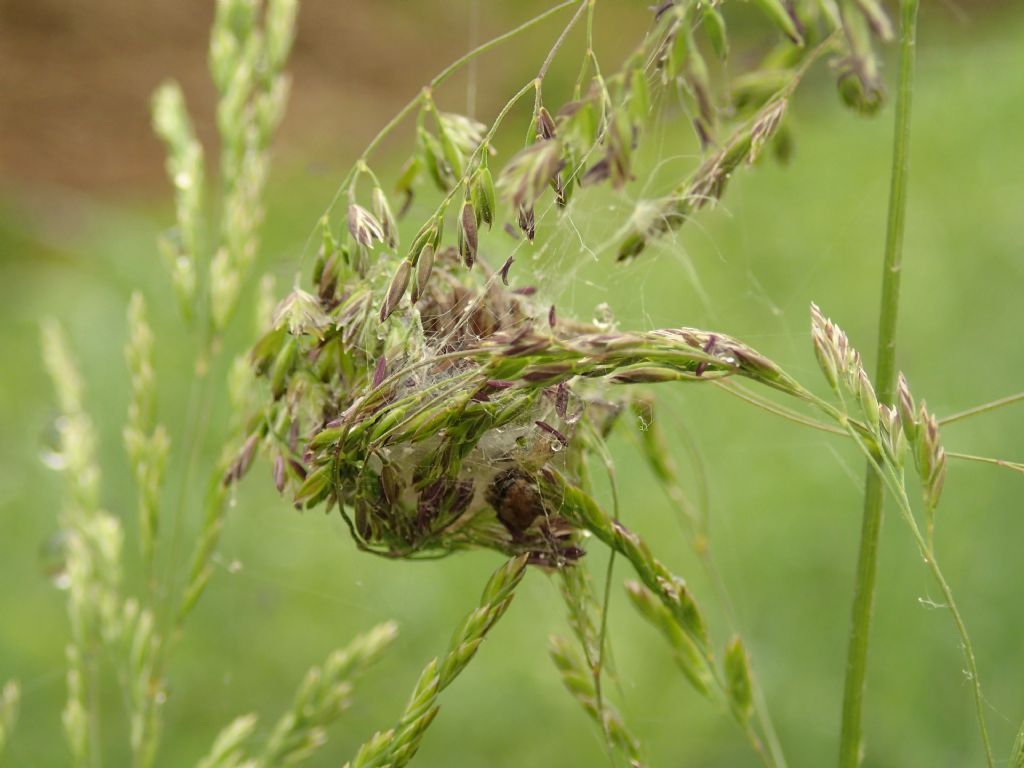 Larinioides cf. cornutus - Lughignano (TV)