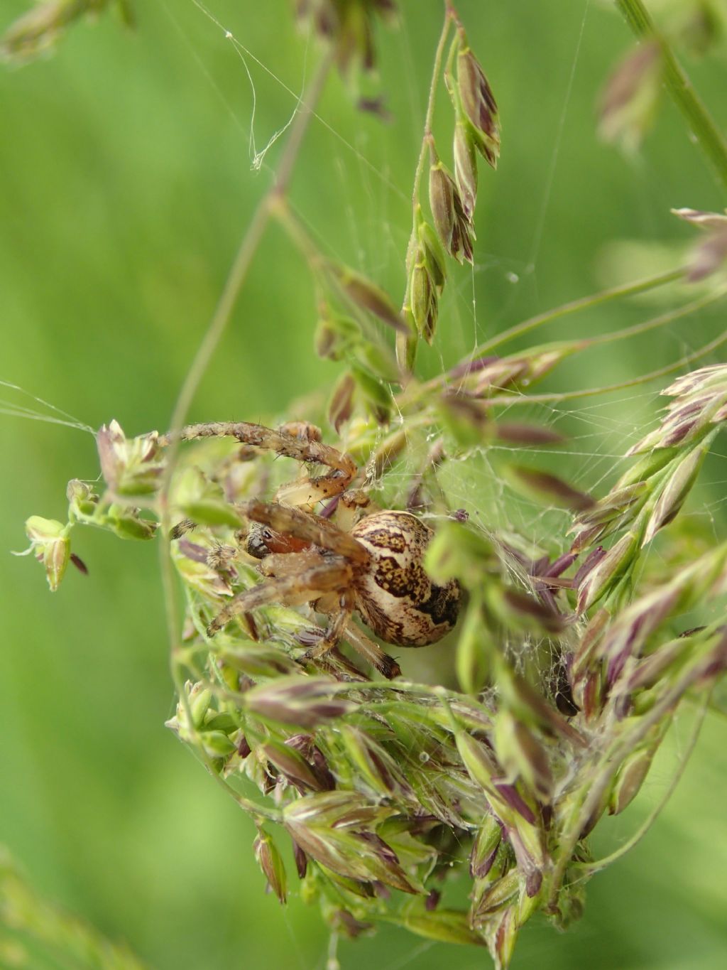 Larinioides cf. cornutus - Lughignano (TV)