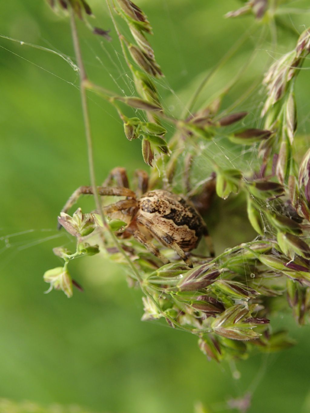 Larinioides cf. cornutus - Lughignano (TV)