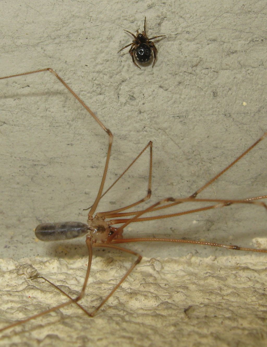 Sardinidion blackwalli - Castel Maggiore (BO)