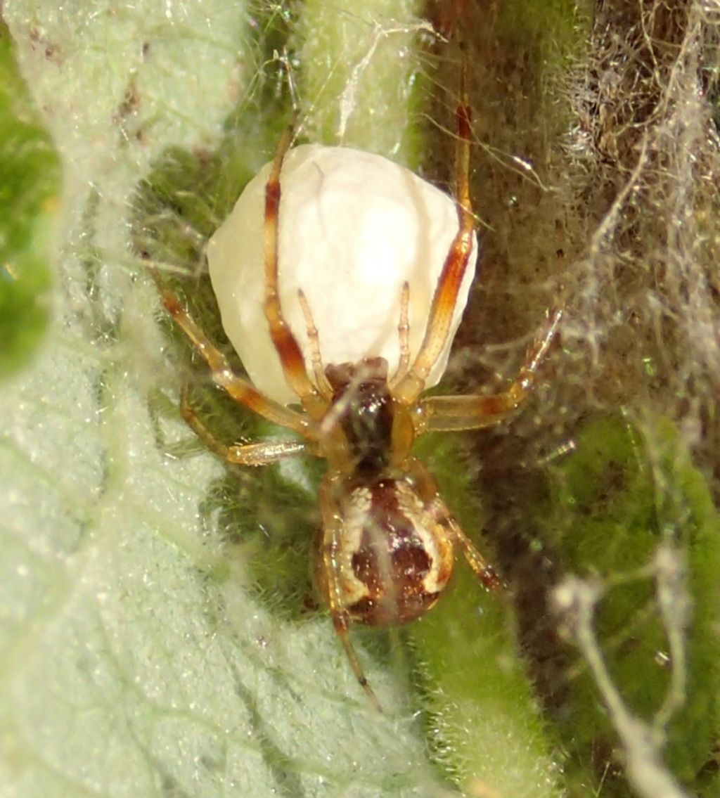 Anelosimus sp. - Lughignano (TV)