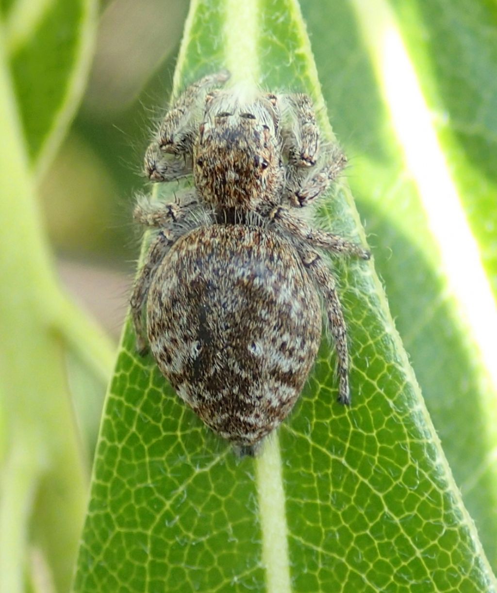 Philaeus chrysops nido e ovisacco - Treviso