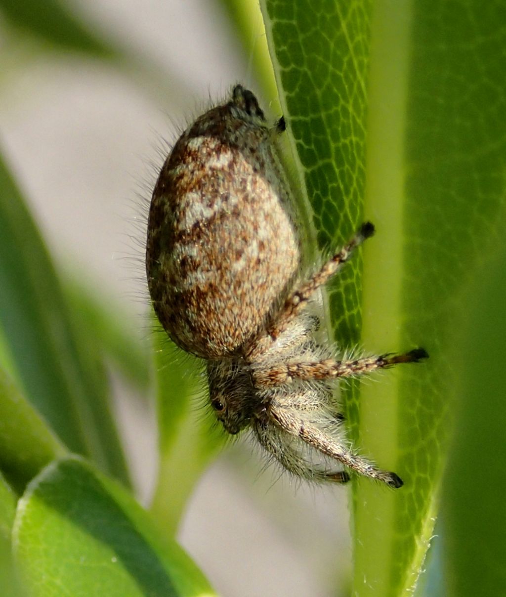 Philaeus chrysops nido e ovisacco - Treviso