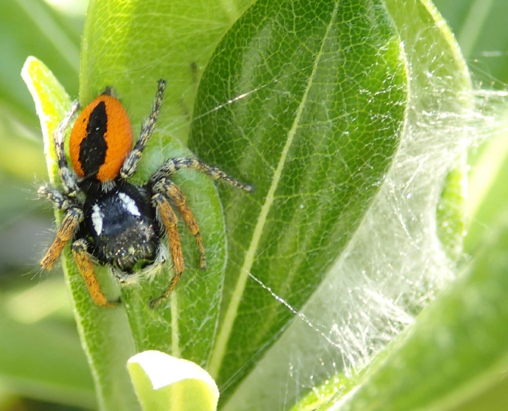 Philaeus chrysops nido e ovisacco - Treviso