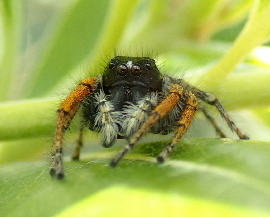 Philaeus chrysops nido e ovisacco - Treviso