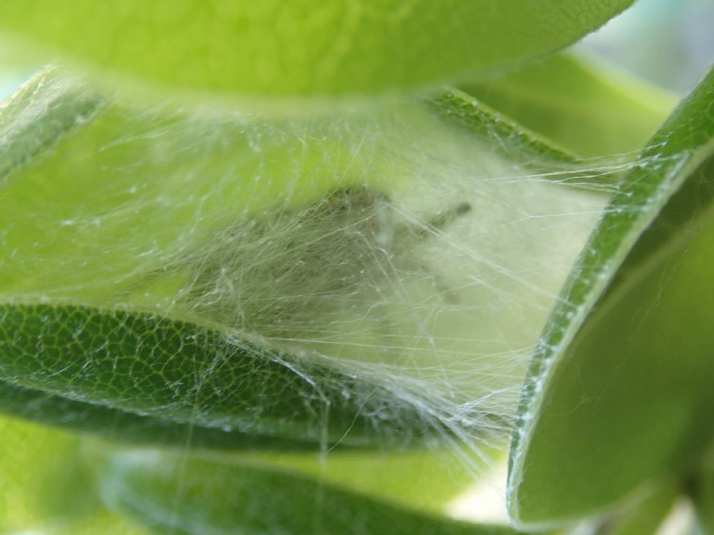 Philaeus chrysops nido e ovisacco - Treviso