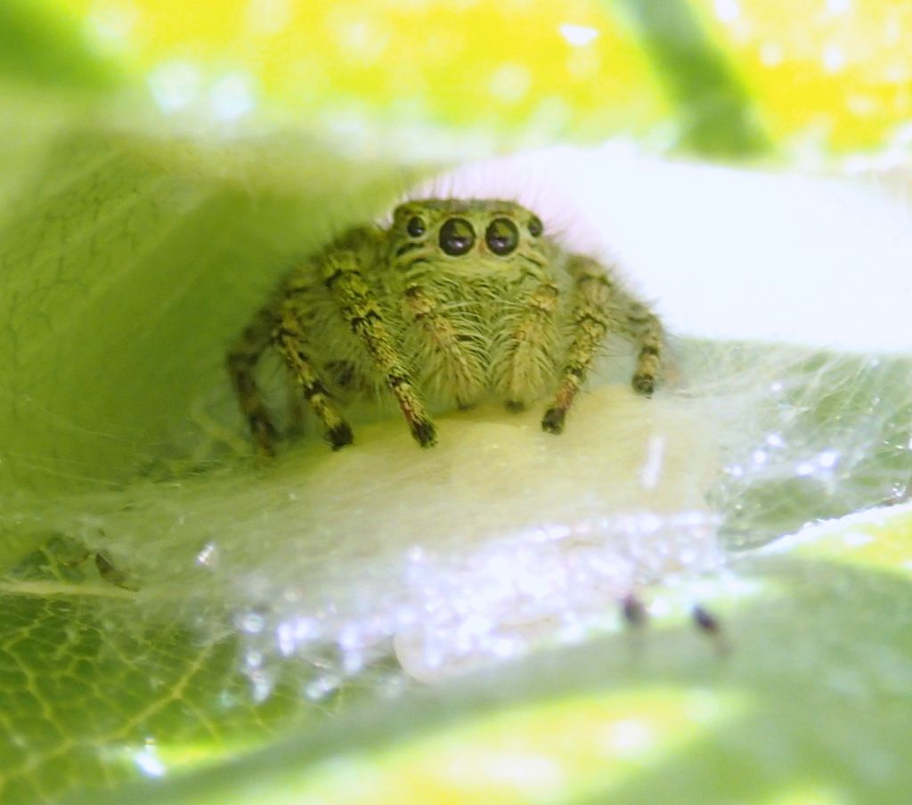 Philaeus chrysops nido e ovisacco - Treviso