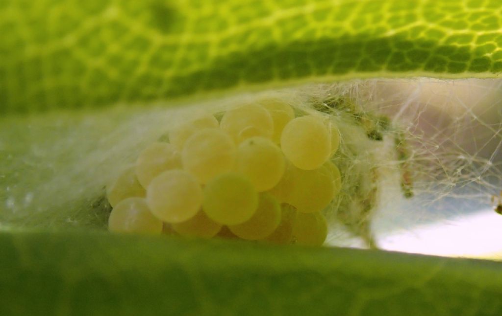 Philaeus chrysops nido e ovisacco - Treviso