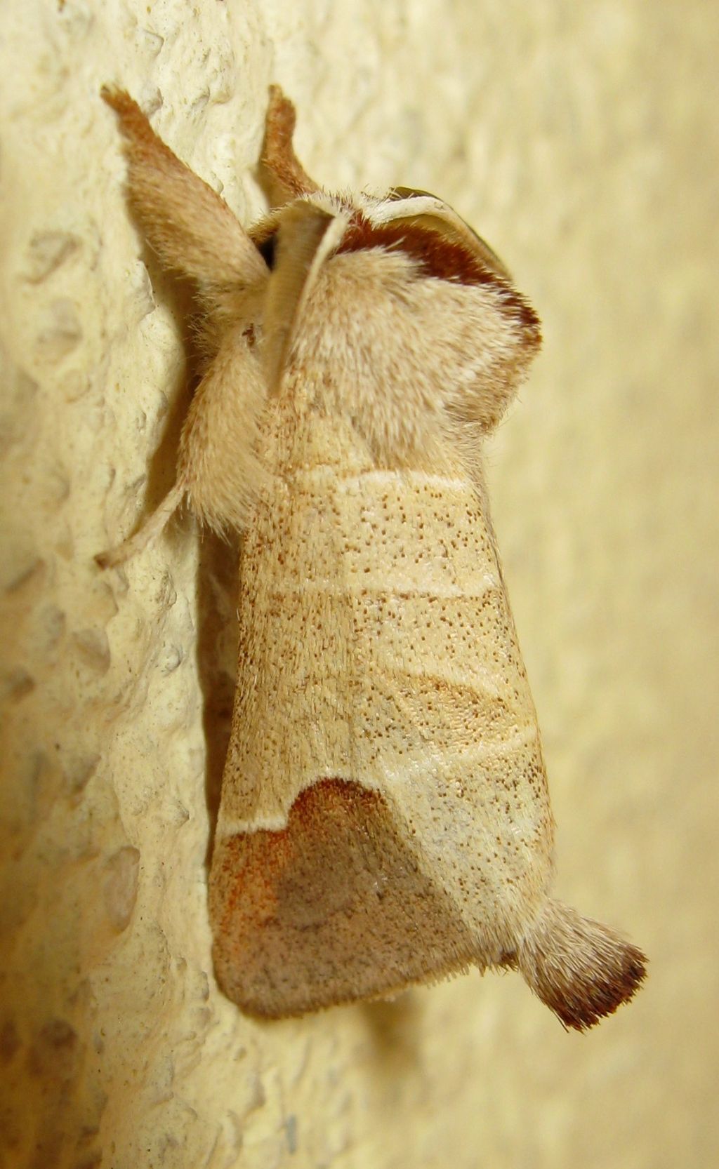 Da id - Clostera curtula