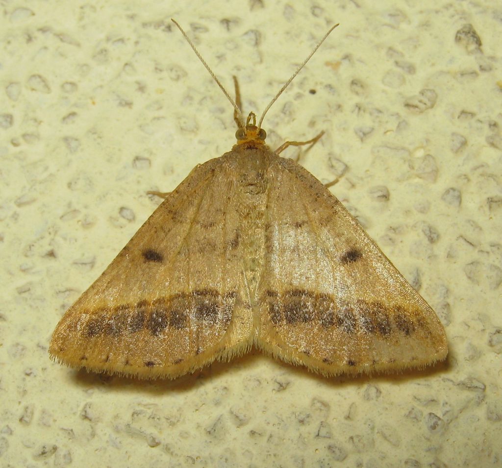 ID - Isturgia arenacearia