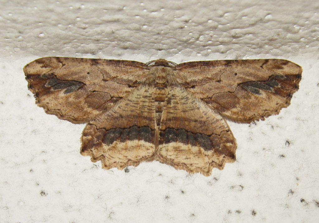 ID - Menophra abruptaria, Geometridae