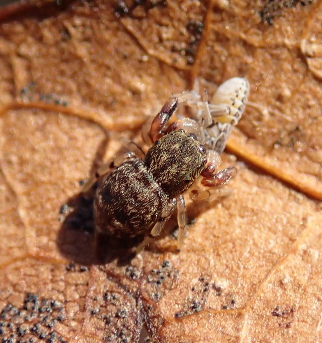 Giovane Ballus sp. con preda (Lughignano TV)