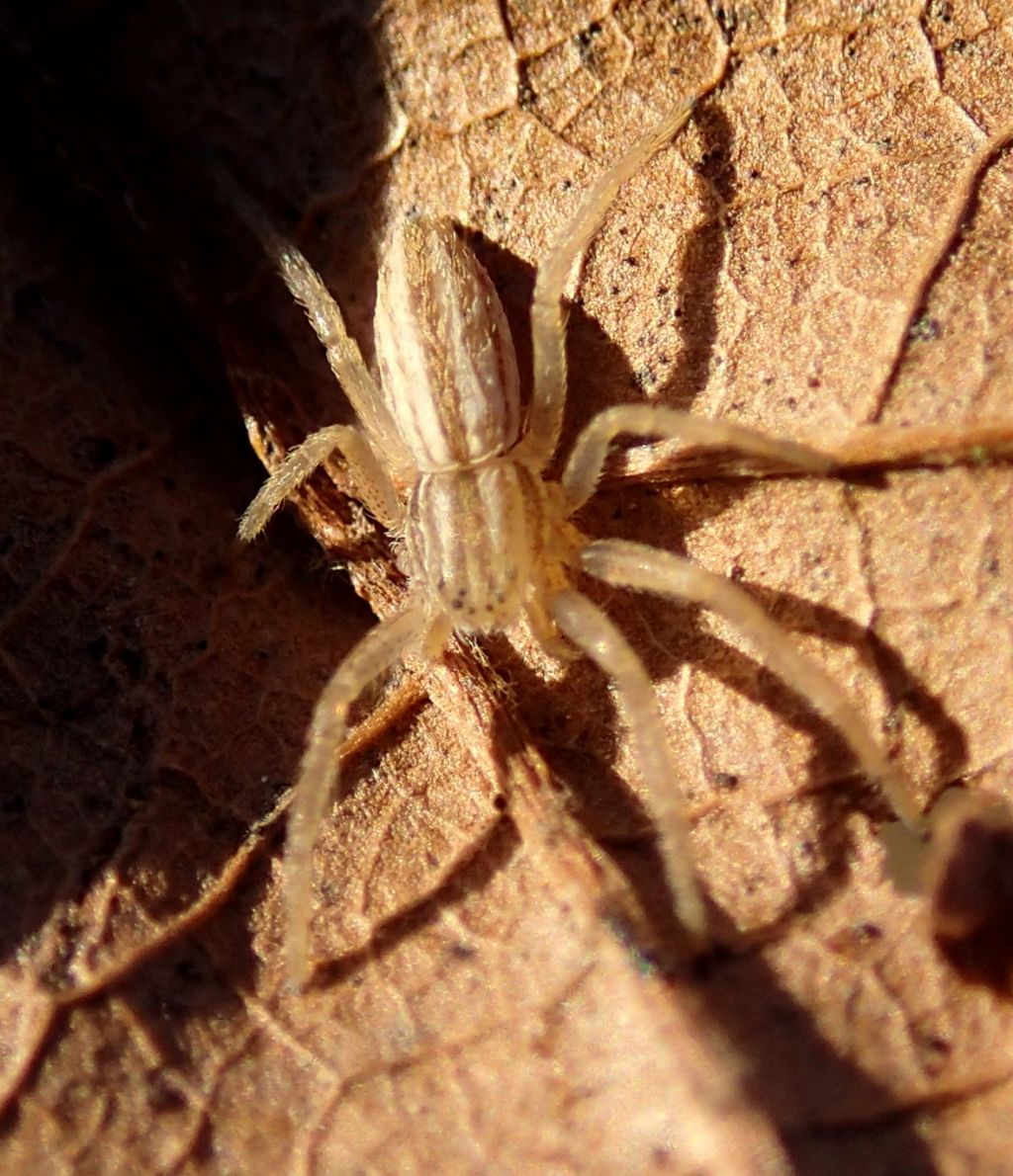 Giovane Tibellus sp.(Lughignano TV)