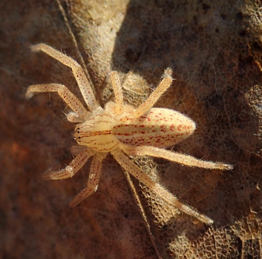 Giovane Micrommata virescens (Lughignano TV)