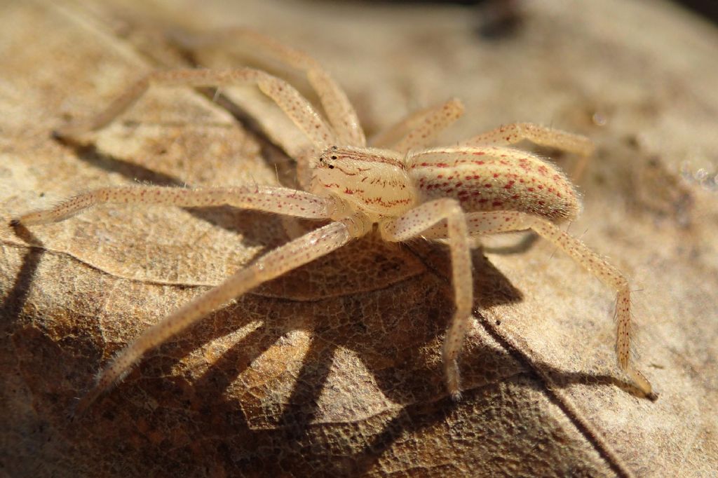 Giovane Micrommata virescens (Lughignano TV)