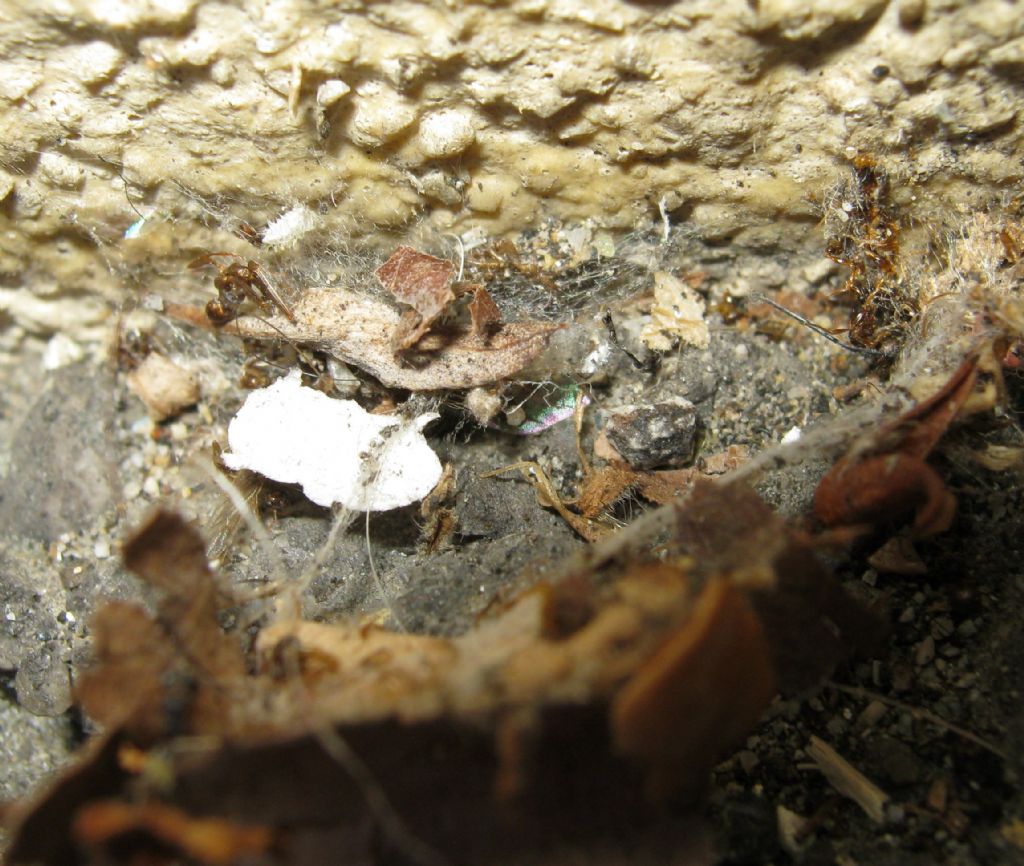 nido di Asagena sp. (Theridiidae) - Treviso