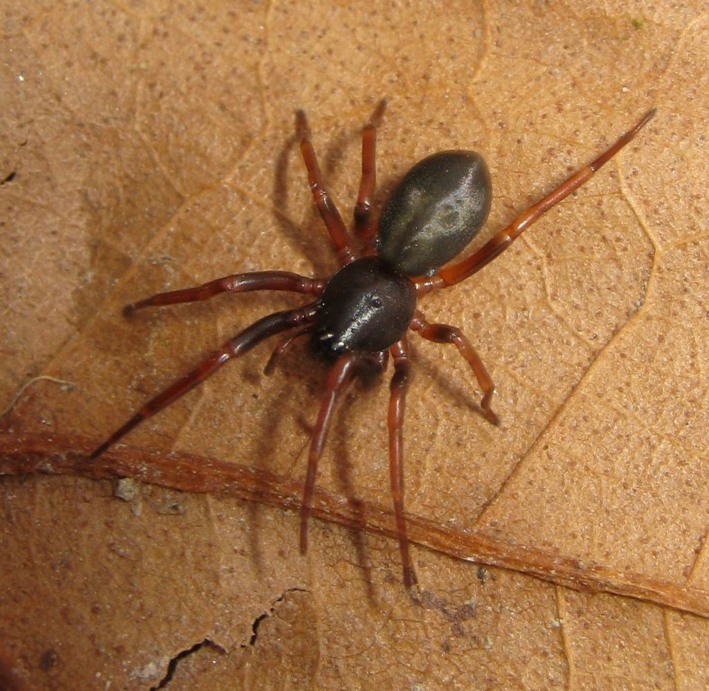 Cetonana laticeps (Corinnidae)  -  Lughignano (TV)