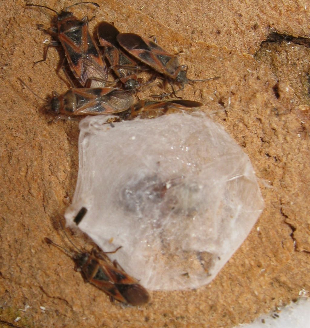 Cetonana laticeps (Corinnidae)  -  Lughignano (TV)