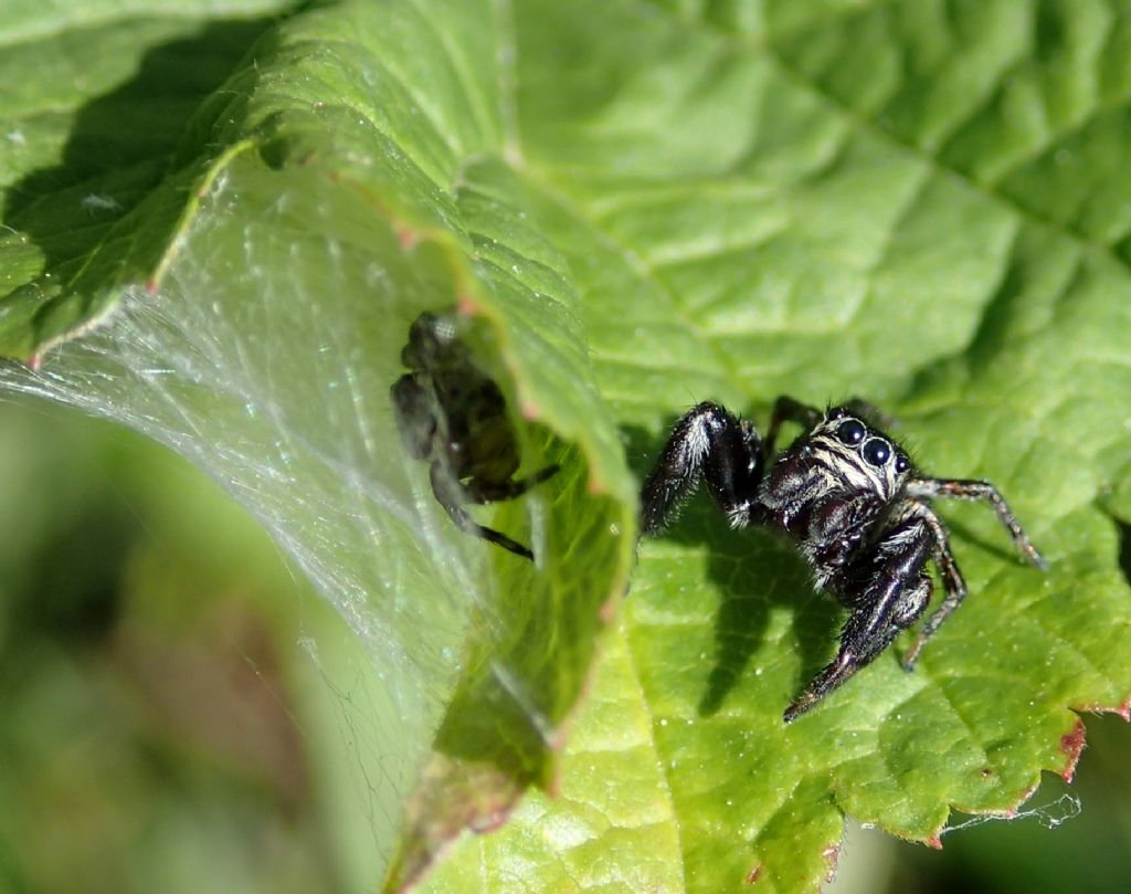 Evarcha arcuata