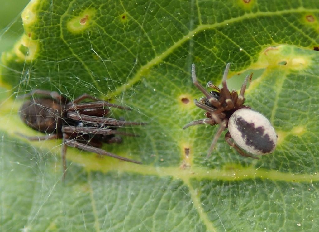 Dictyna sp. accoppiamento