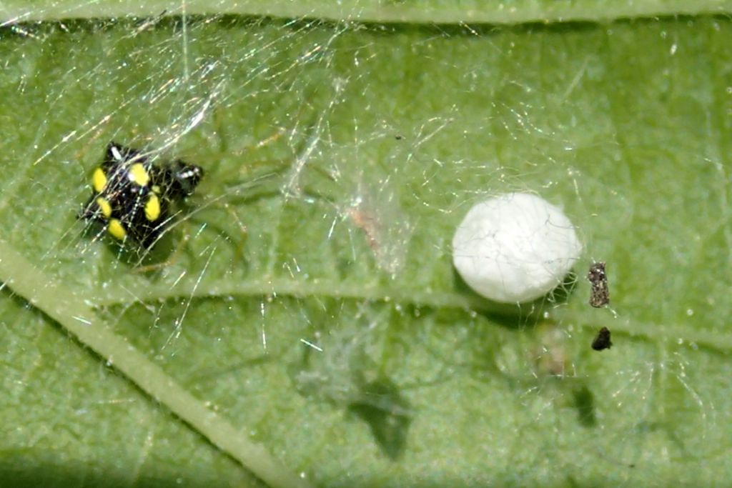 Theridula gonygaster con ovisacco  -  Lughignano (TV)