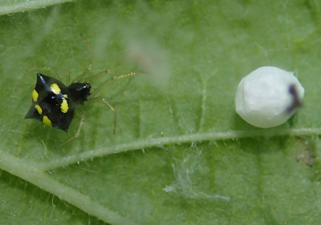 Theridula gonygaster con ovisacco  -  Lughignano (TV)