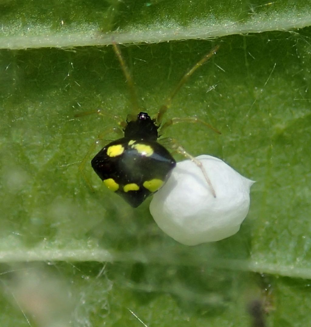 Theridula gonygaster con ovisacco  -  Lughignano (TV)