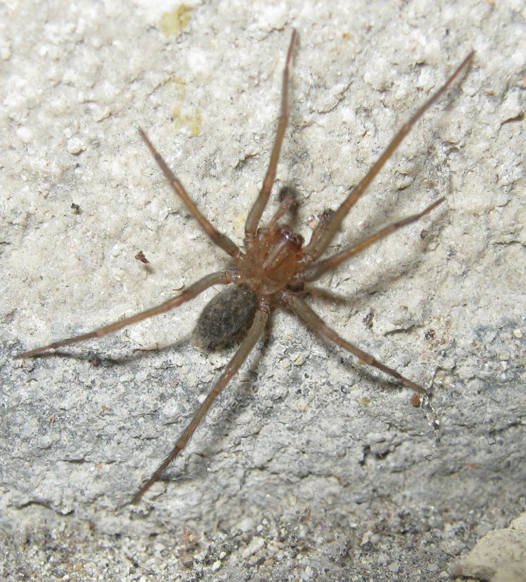 Agelenidae