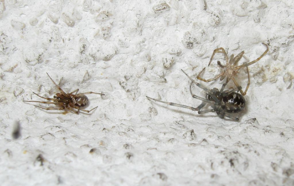 Steatoda triangulosa maschio e femmina  Treviso